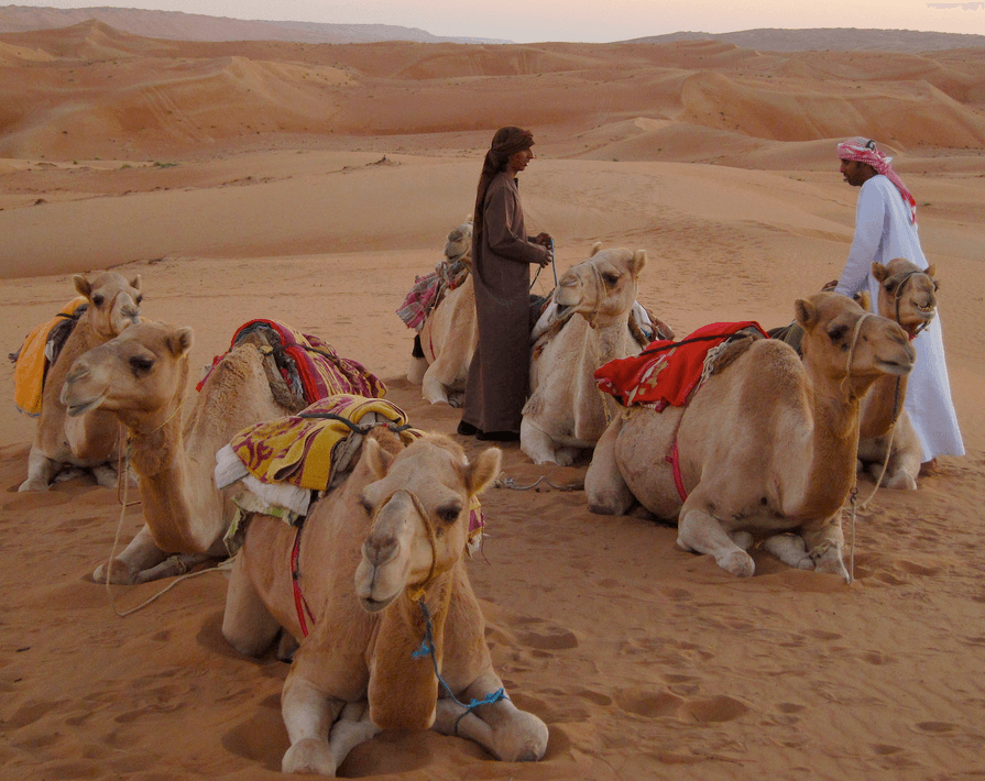 oman _ dubai, kamelen en woestijn.png